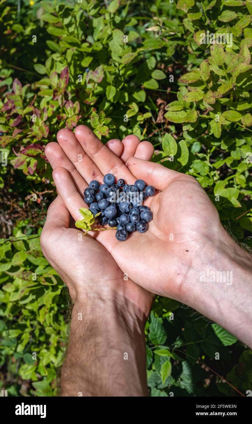 Mirtilli appena raccolti in una mano, Norvegia Foto Stock