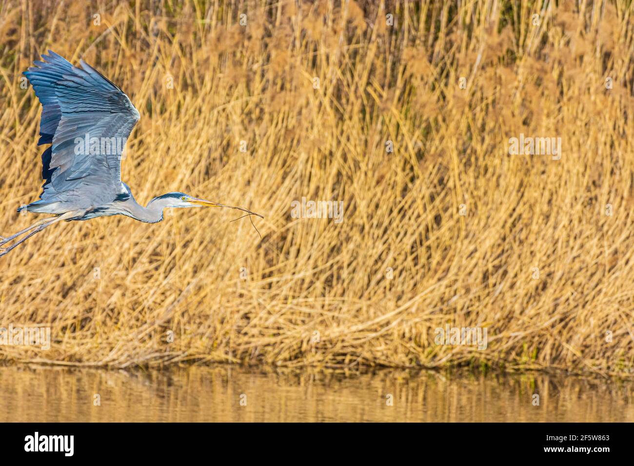 Wien, Vienna: Airone grigio volante (Ardea cinerea), lago, canna, parco Wasserpark nel 21. Floridsdorf, Vienna, Österreich Foto Stock