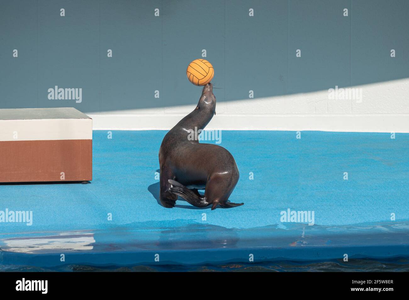 pallone da leone marino allo spettacolo Foto Stock