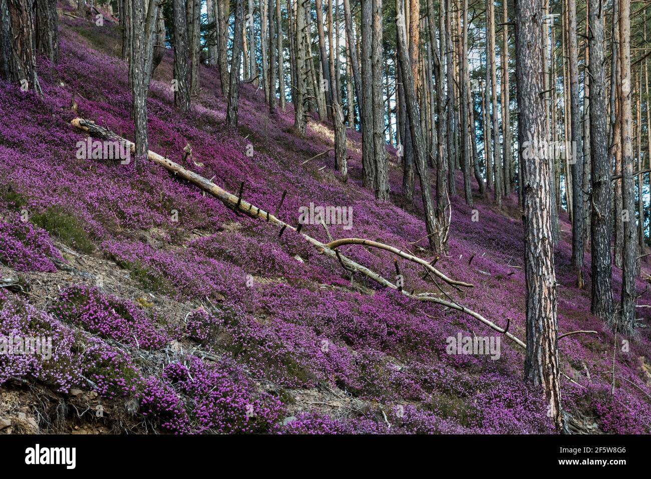 Erica da neve in fiore (Erica carnea) nella foresta, Stiria, Austria Foto Stock