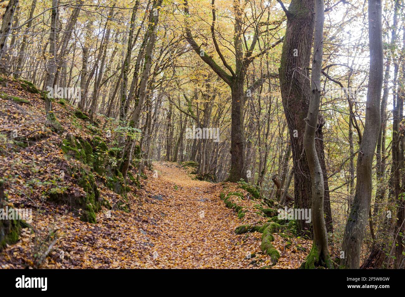Moquette gialla di foglie su sentiero escursionistico, colorazione fogliame, bosco di carpino-quercia (Carpinus betulus) in autunno, quercia sessile (Quercus petraea) e. Foto Stock