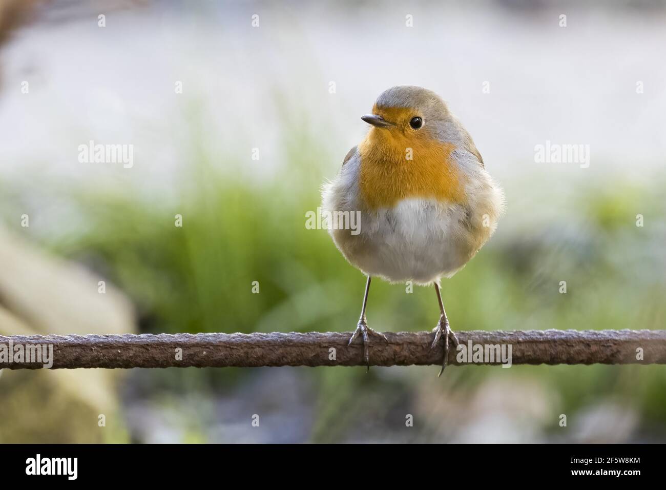 Europeo robin (Erithacus rufecula) in piedi su un palo di metallo, Assia, Germania Foto Stock