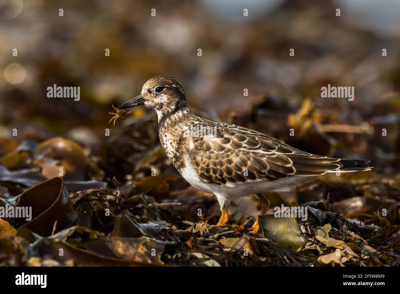 Ruddy turnstone (Arenaria interpres), con granchio, Varanger, Norvegia Foto Stock