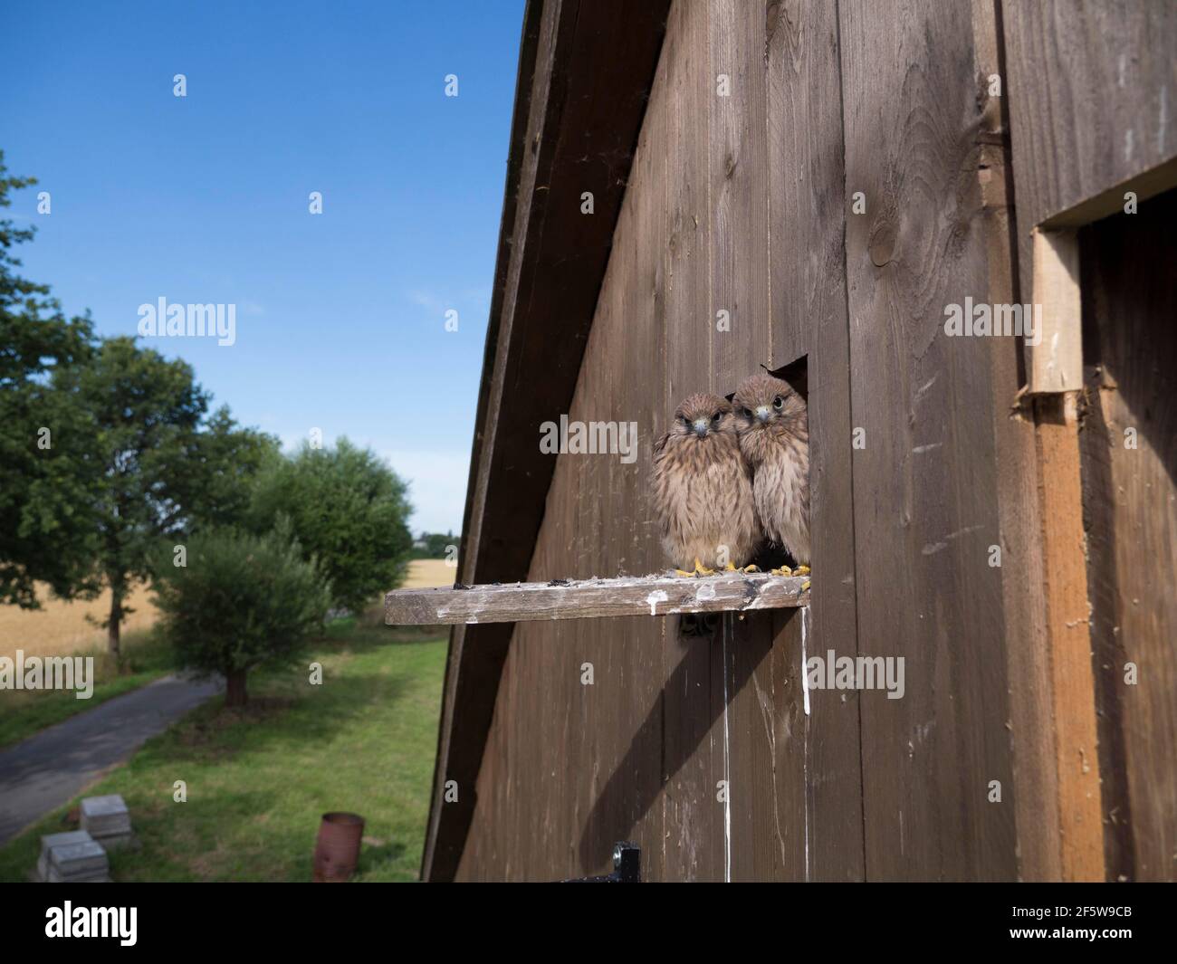 Comune Kestrel comune (Falco tinnunculus) uccelli giovani che si affaccia dal loft piccione, Rein Nord-Westfalia, Germania Foto Stock