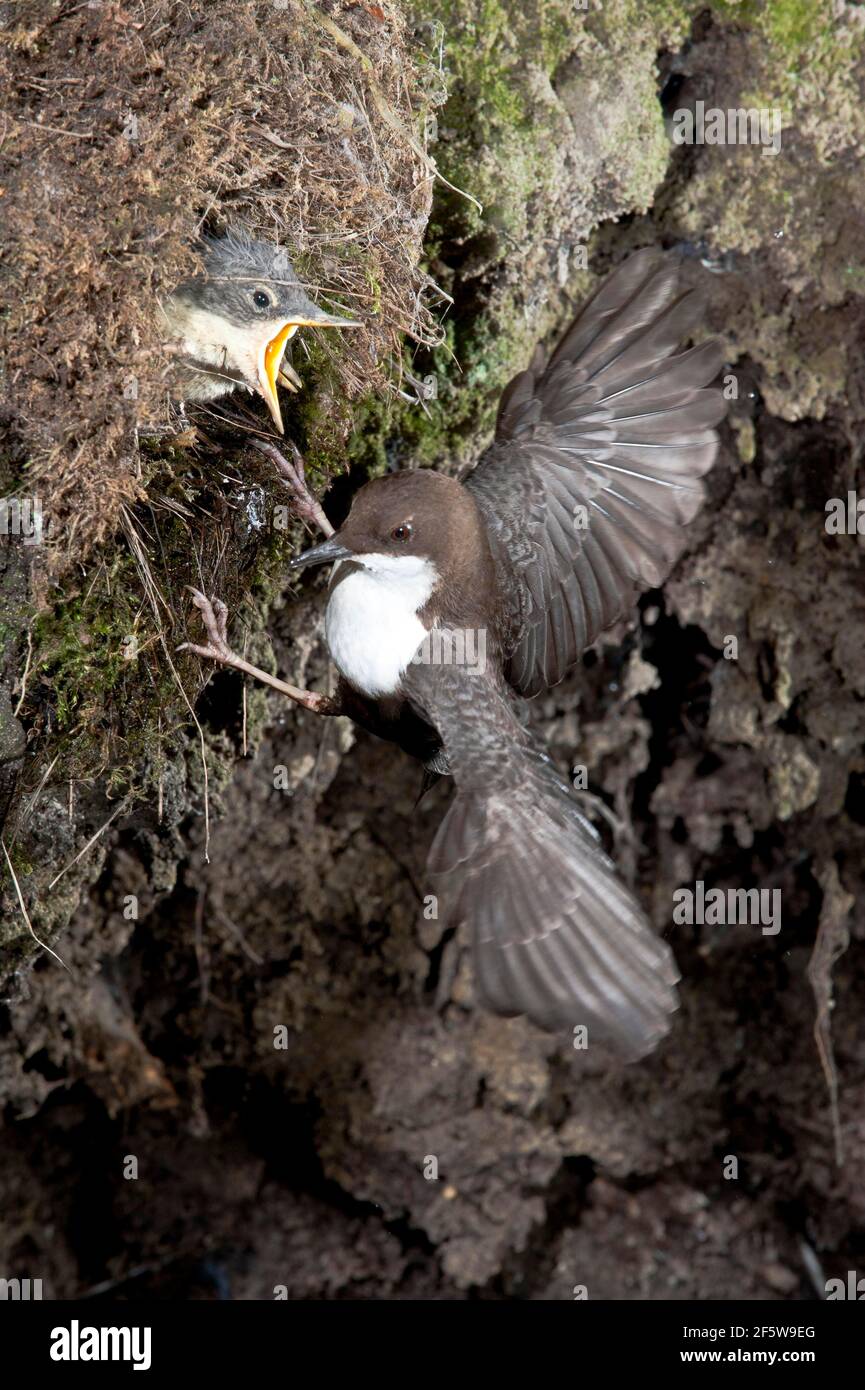 Dipper di birra bianca (Cinclusis cincluss) che si avvicina al nido, Nord Reno-Westfalia, Germania Foto Stock