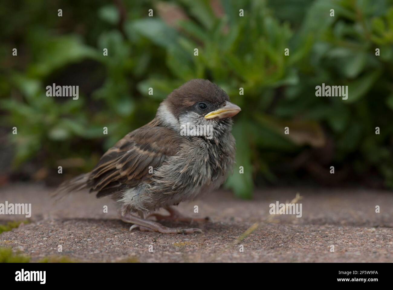 Passerotto (Passer domesticus) uccello giovane, Renania Settentrionale-Vestfalia, Germania Foto Stock