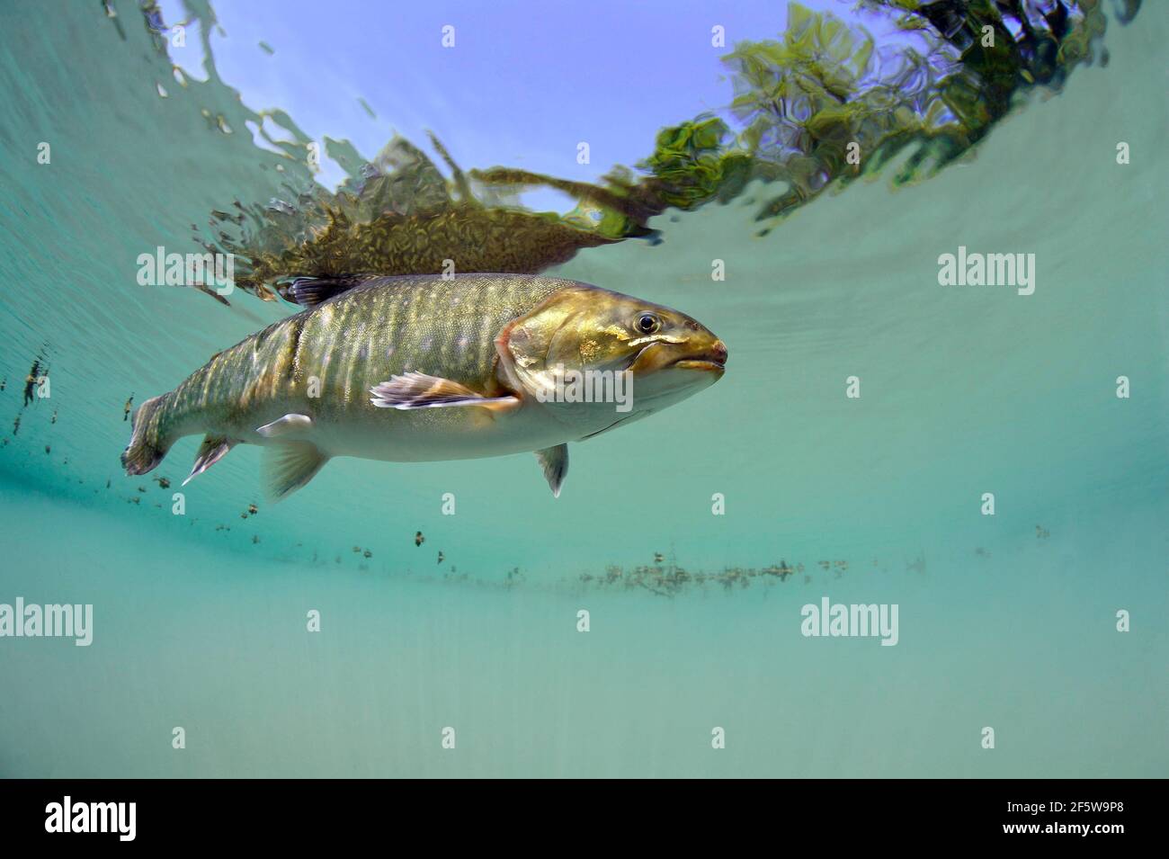 Zar artico (Salvelinus alpinus), Baden-Wuerttemberg, Germania Foto Stock