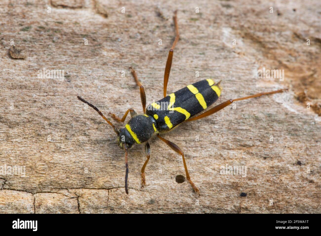 Wasp beetle (Clytus arietis) Foto Stock