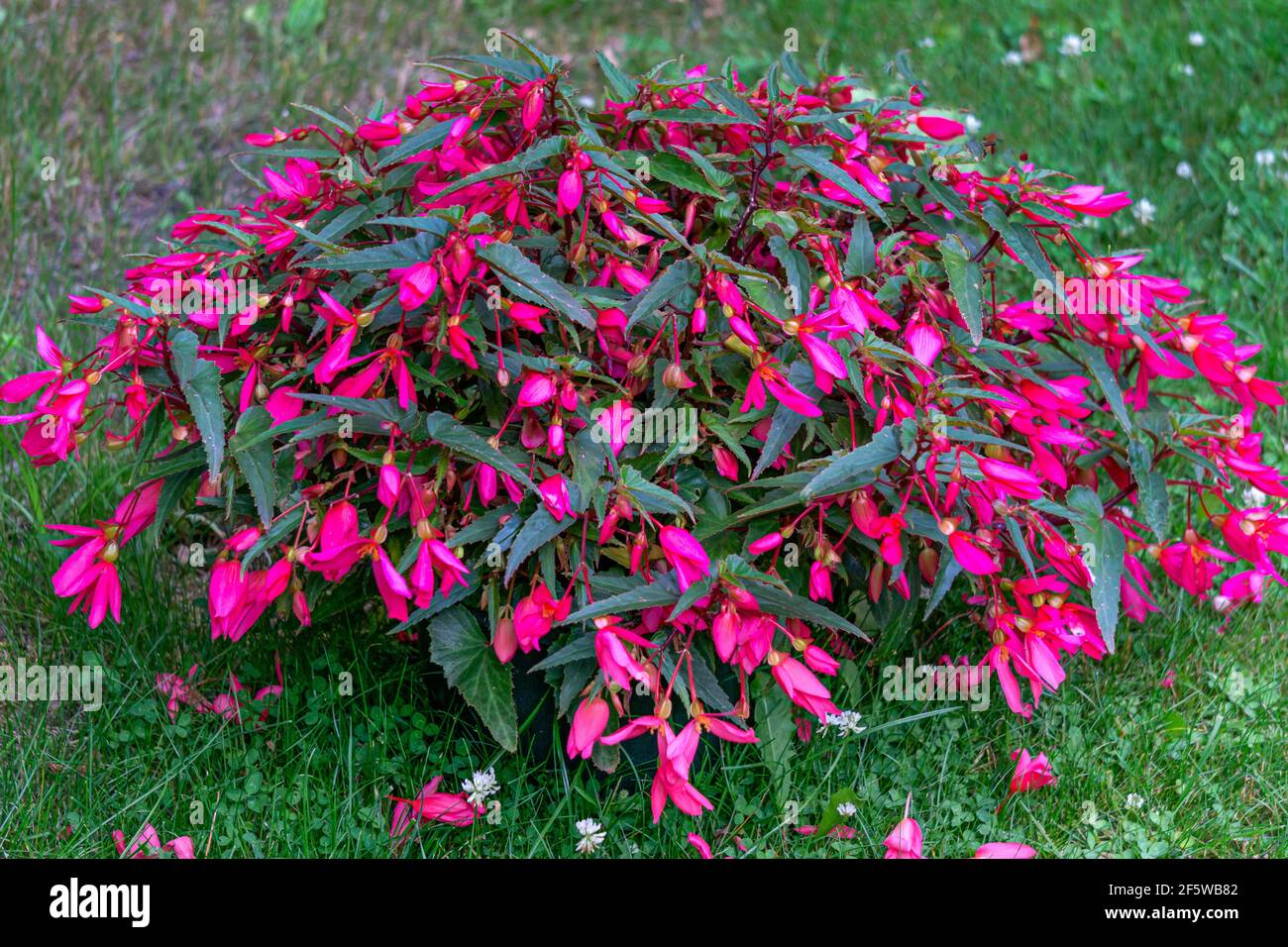 Un grande cespuglio di begonia in un vaso di fiori ricoperti di fiori rosa. Foto Stock