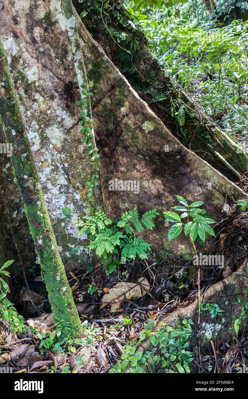 Pavimento della foresta pluviale con radici di alberi e piante, Mulu, Malesia Foto Stock
