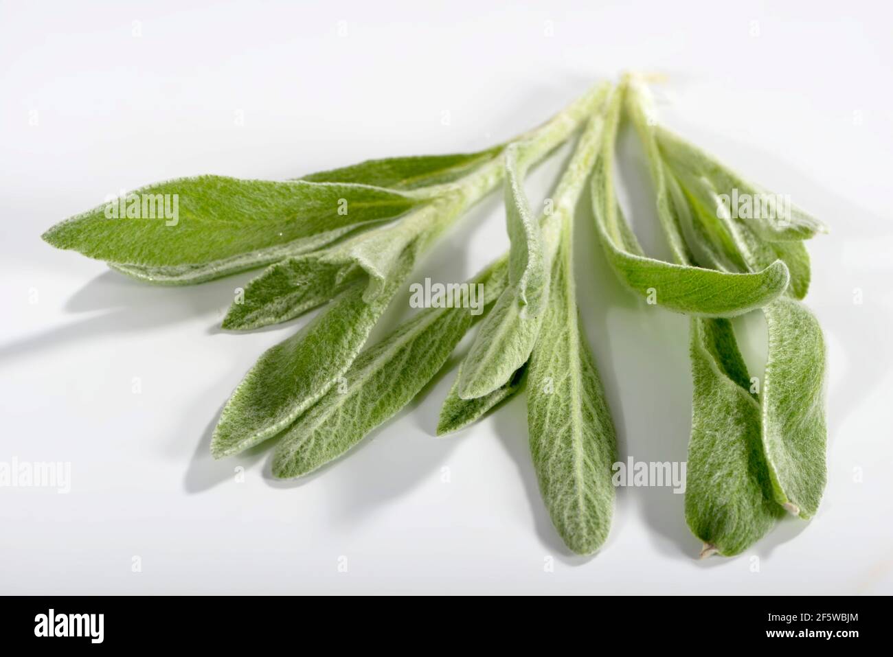 Tè greco di montagna (Sideritis syriaca) Foto Stock