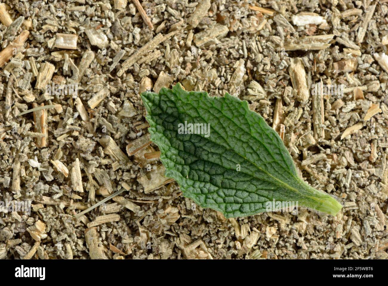 Hequehound, Hequehound bianco, Hequehound comune (Marrubium vulgare), Helperwort, White Dorant Foto Stock