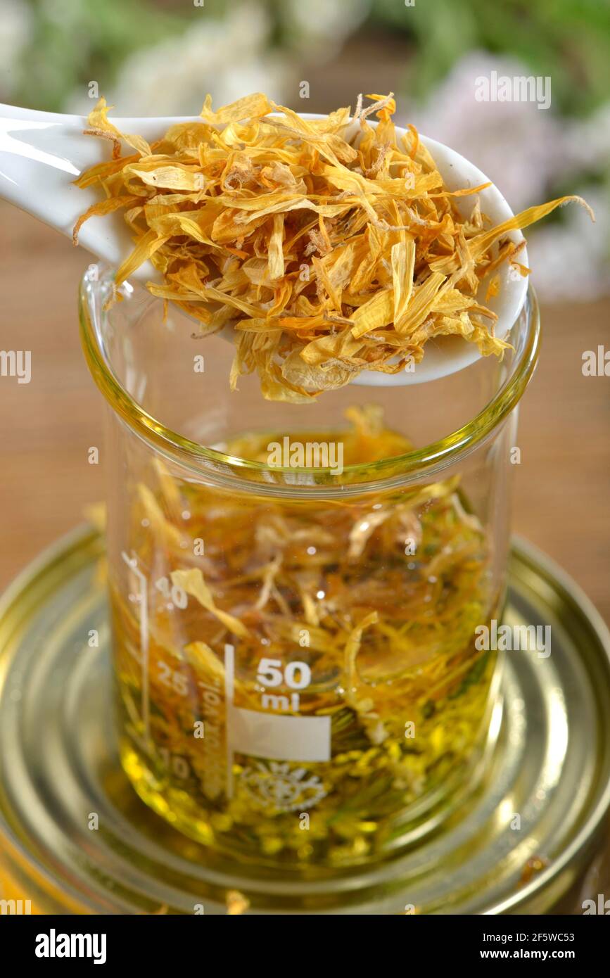 Produzione Yarrow e marigold unguento (Calendula officinalis) Yarrow, marigold (Achillea millefolium) (Millefolii flos) Foto Stock