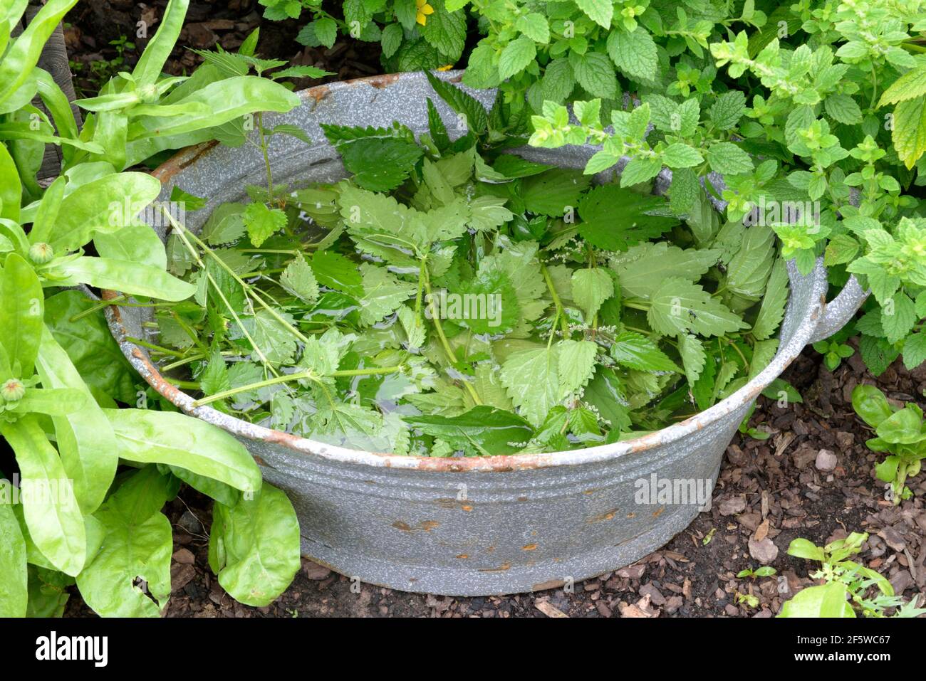 Produzione di letame liquido di ortica (Urtica dioica) Foto Stock