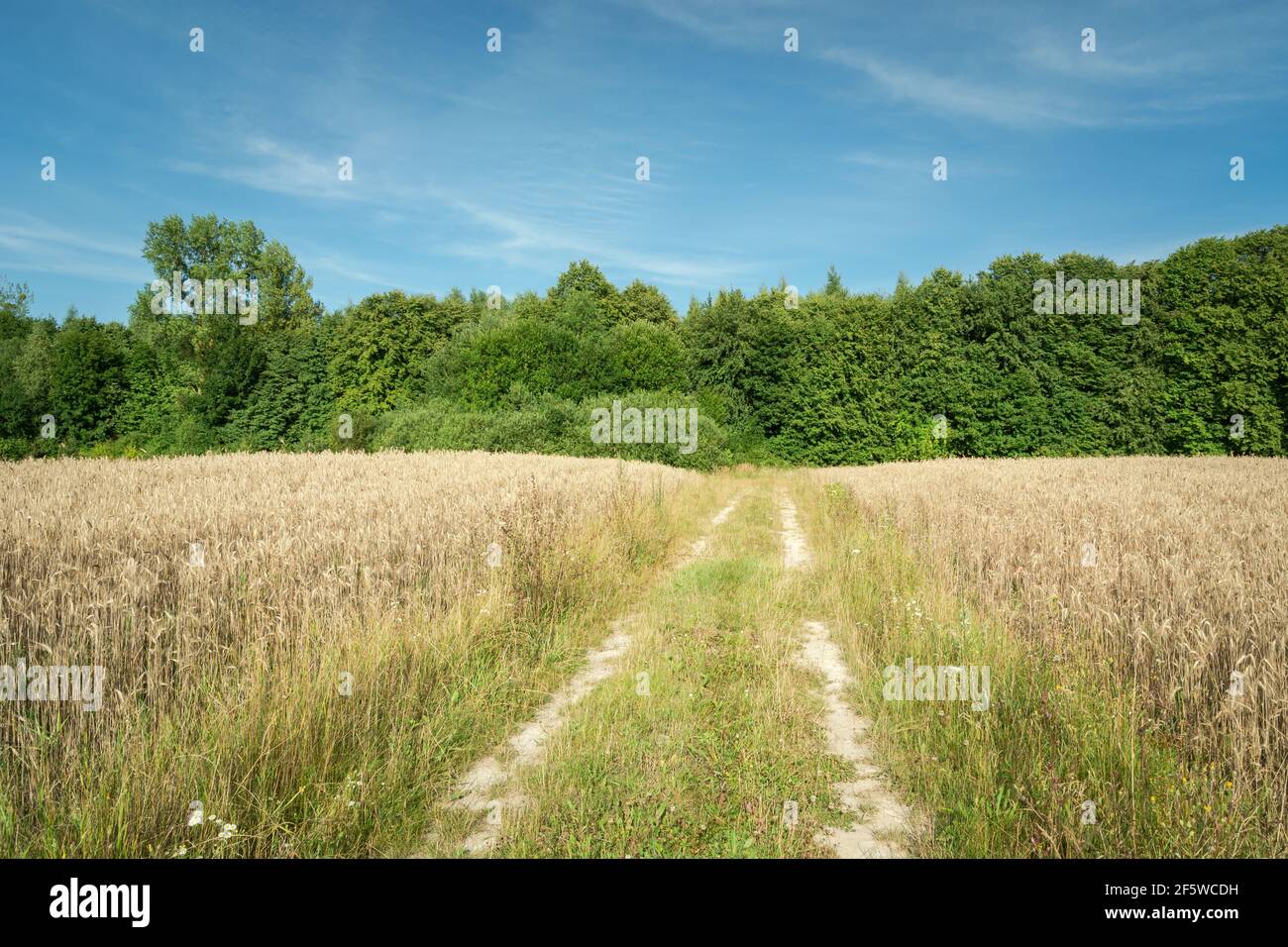 Un campo d'oro con una strada di campagna, una foresta all'orizzonte e un cielo blu Foto Stock