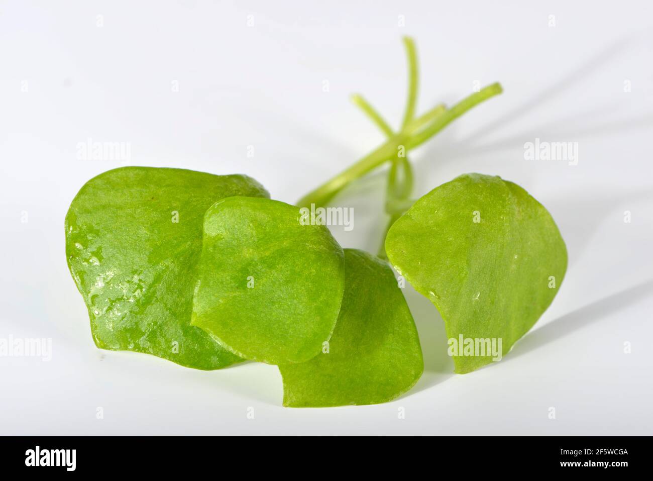 Porslane invernali, erbe comuni, spinaci cubani, Postelein, lattuceeleina di minatore (Claytonia perfoliata) Foto Stock