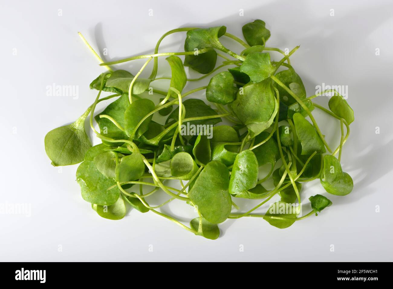 Porslane invernali, erbe comuni, spinaci cubani, Postelein, lattuceeleina di minatore (Claytonia perfoliata) Foto Stock