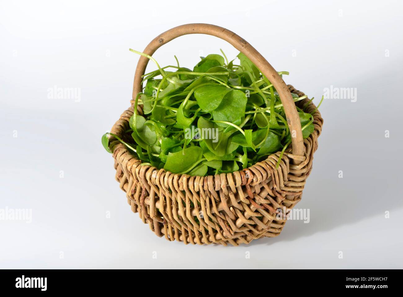 Porslane invernali, erbe comuni, spinaci cubani, Postelein, lattuceeleina di minatore (Claytonia perfoliata) Foto Stock