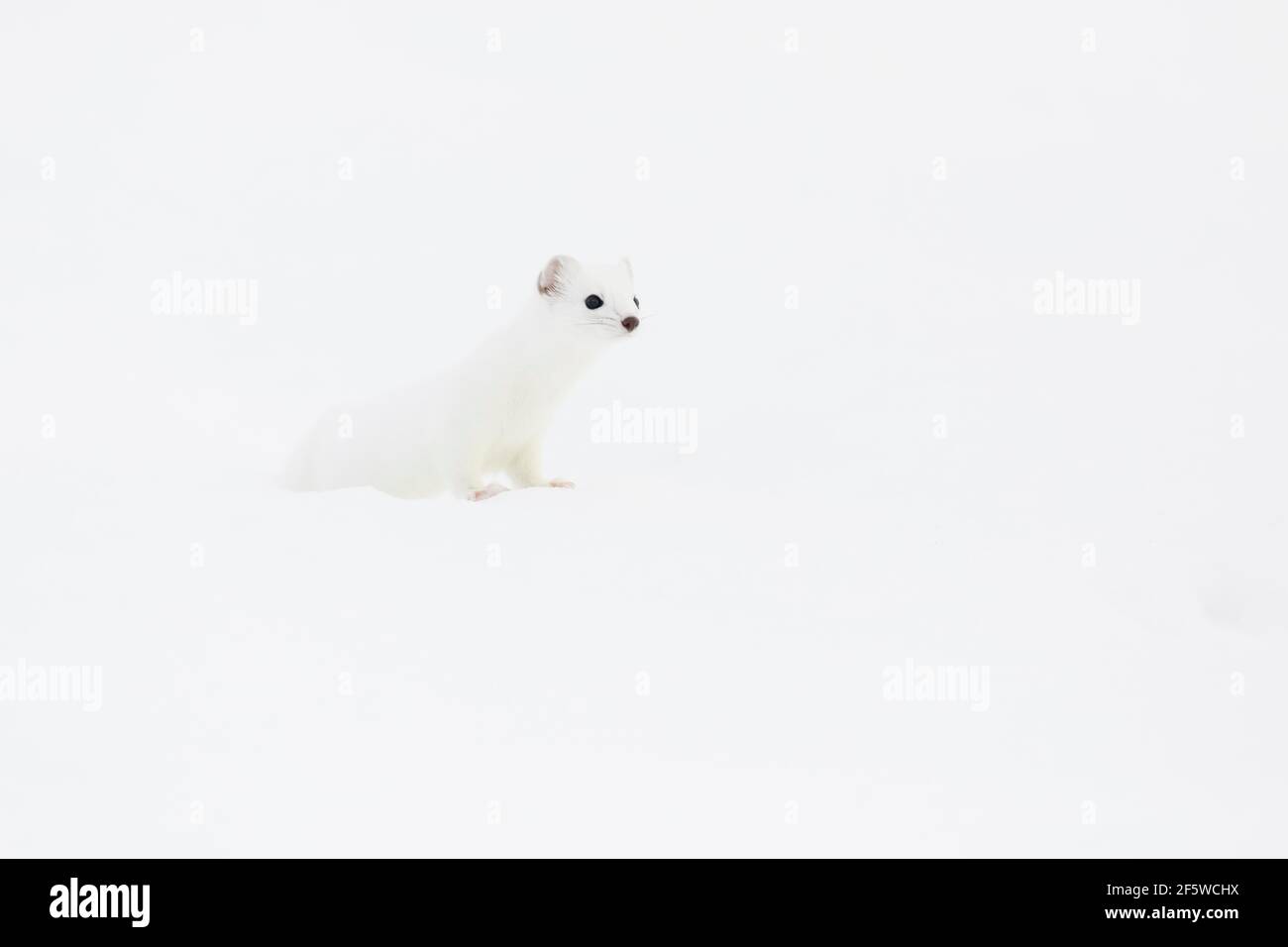 Stoat (Mustela erminea) in pelliccia invernale nella neve, Canton Zurigo, Svizzera Foto Stock