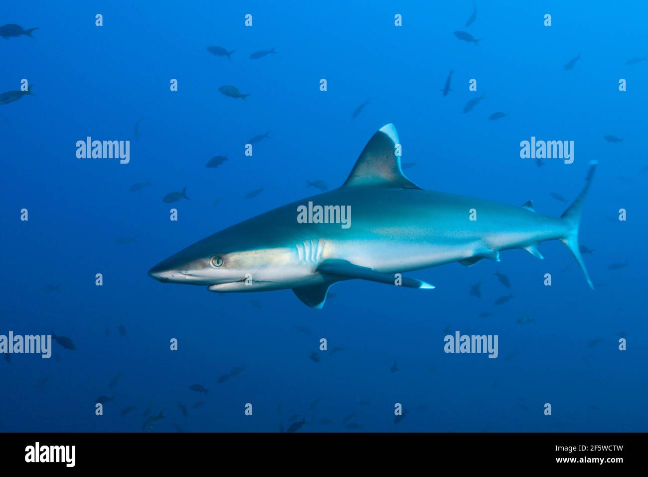 Squalo silvertip (Carcharhinus albimarginatus), Roca Partida, Isole Revillagigedo, Messico Foto Stock