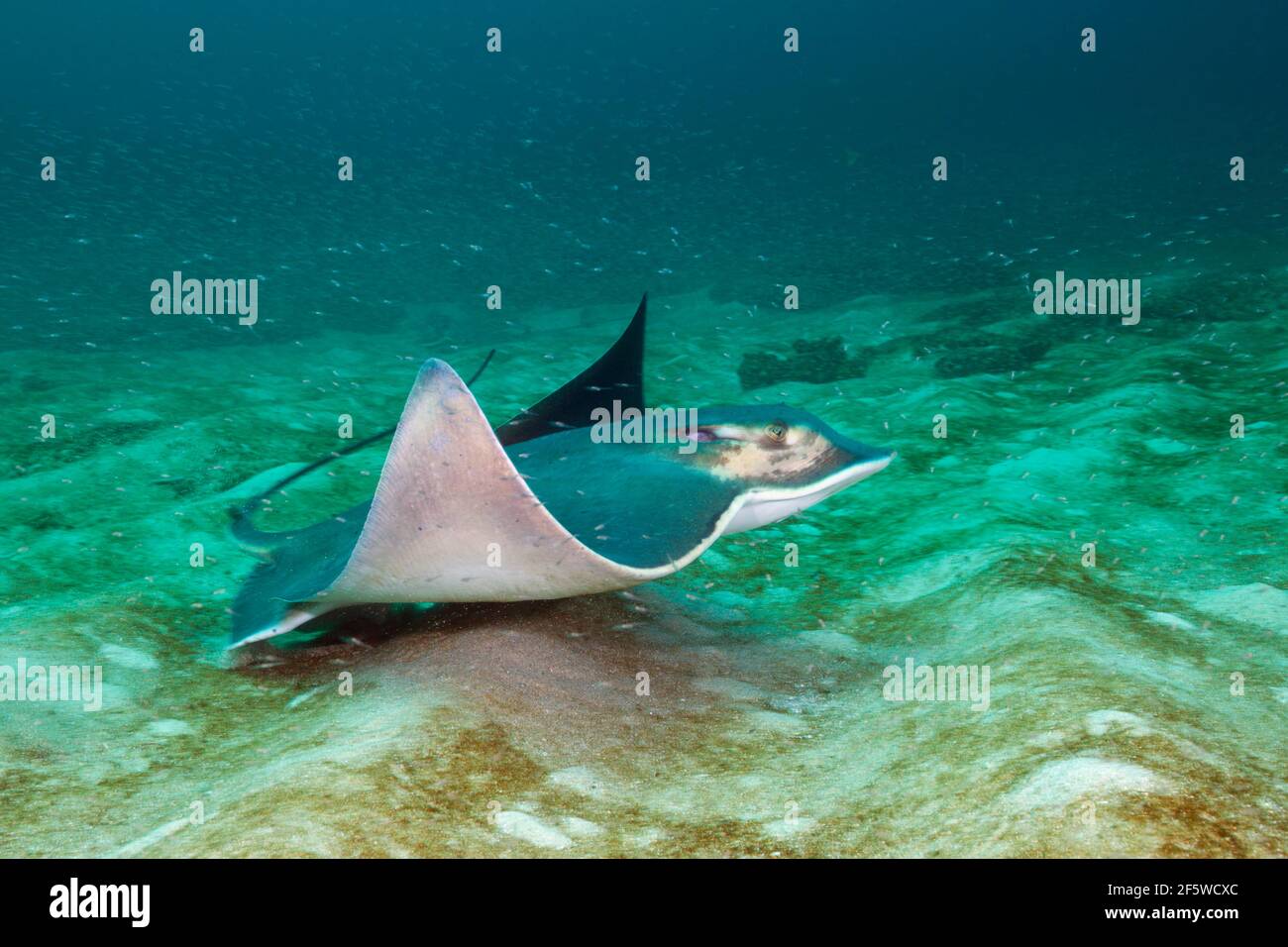 BAT ray (Myliobatis californica), Parco Nazionale Cabo Pulmo, Baja California sur, Messico Foto Stock