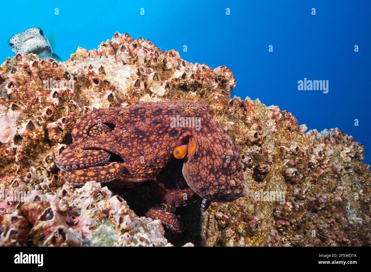 Octopus comune (Octopus vulgaris), Socorro, Isole Revillagigedo, Messico Foto Stock