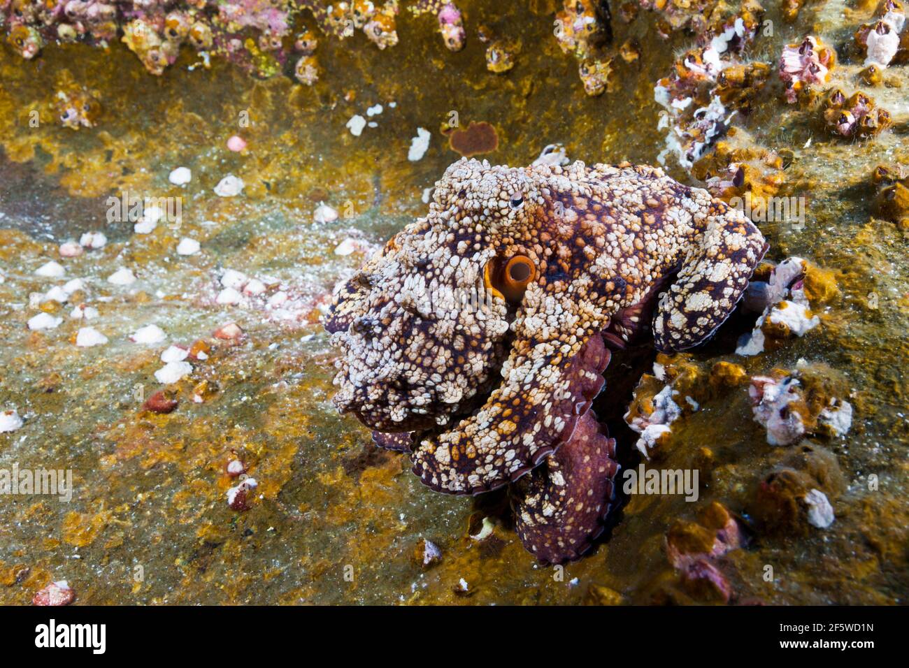 Octopus comune (Octopus vulgaris), Roca Partida, Isole Revillagigedo, Messico Foto Stock