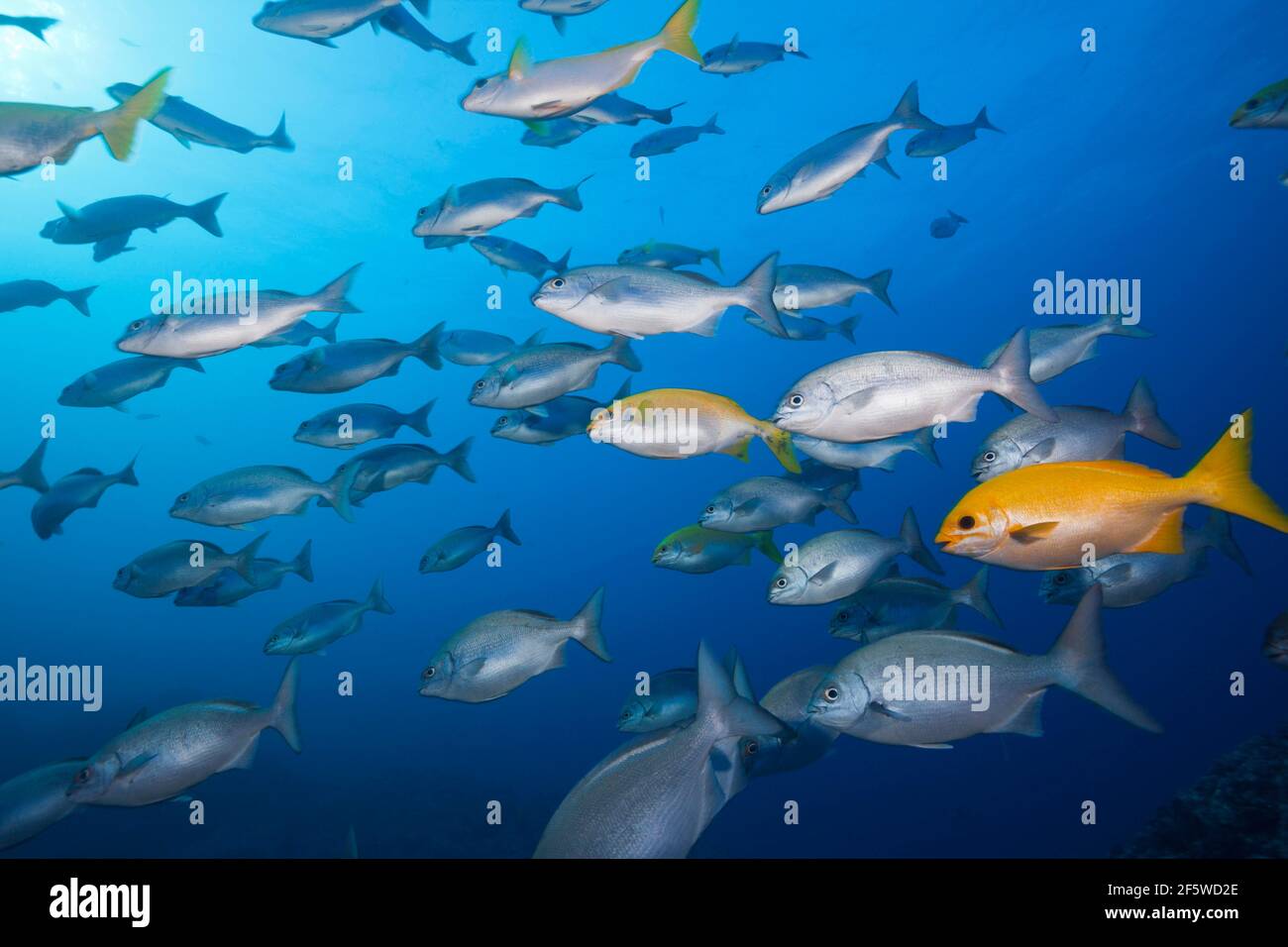 Bluegill e yellowgill, Kyphosus Analogus, Kyphosus (lutescens), Socorro, Revillagigedo Islands, Messico Foto Stock