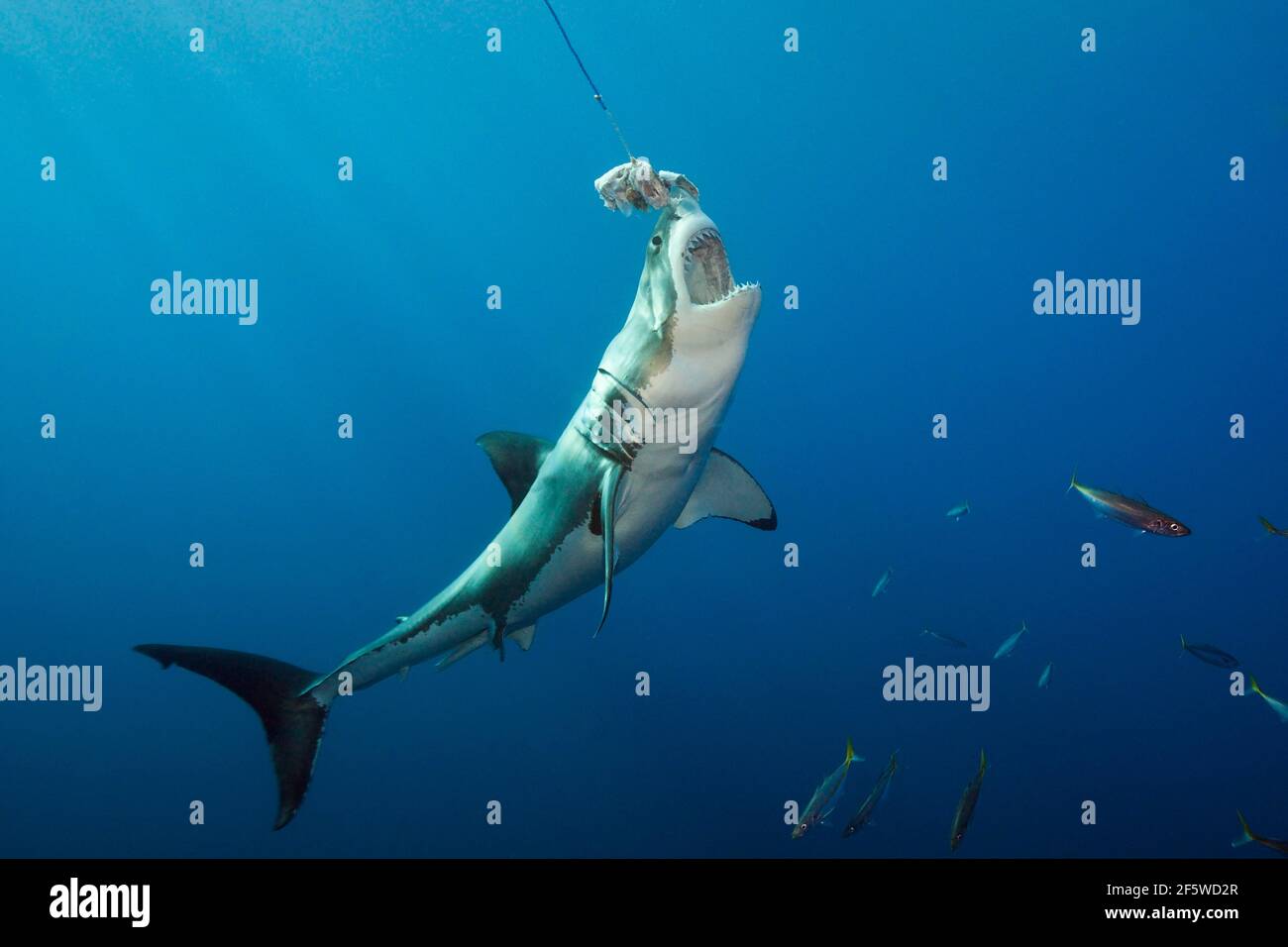 Il grande squalo bianco (Carcharodon carcharias), Isola di Guadalupe, in Messico Foto Stock