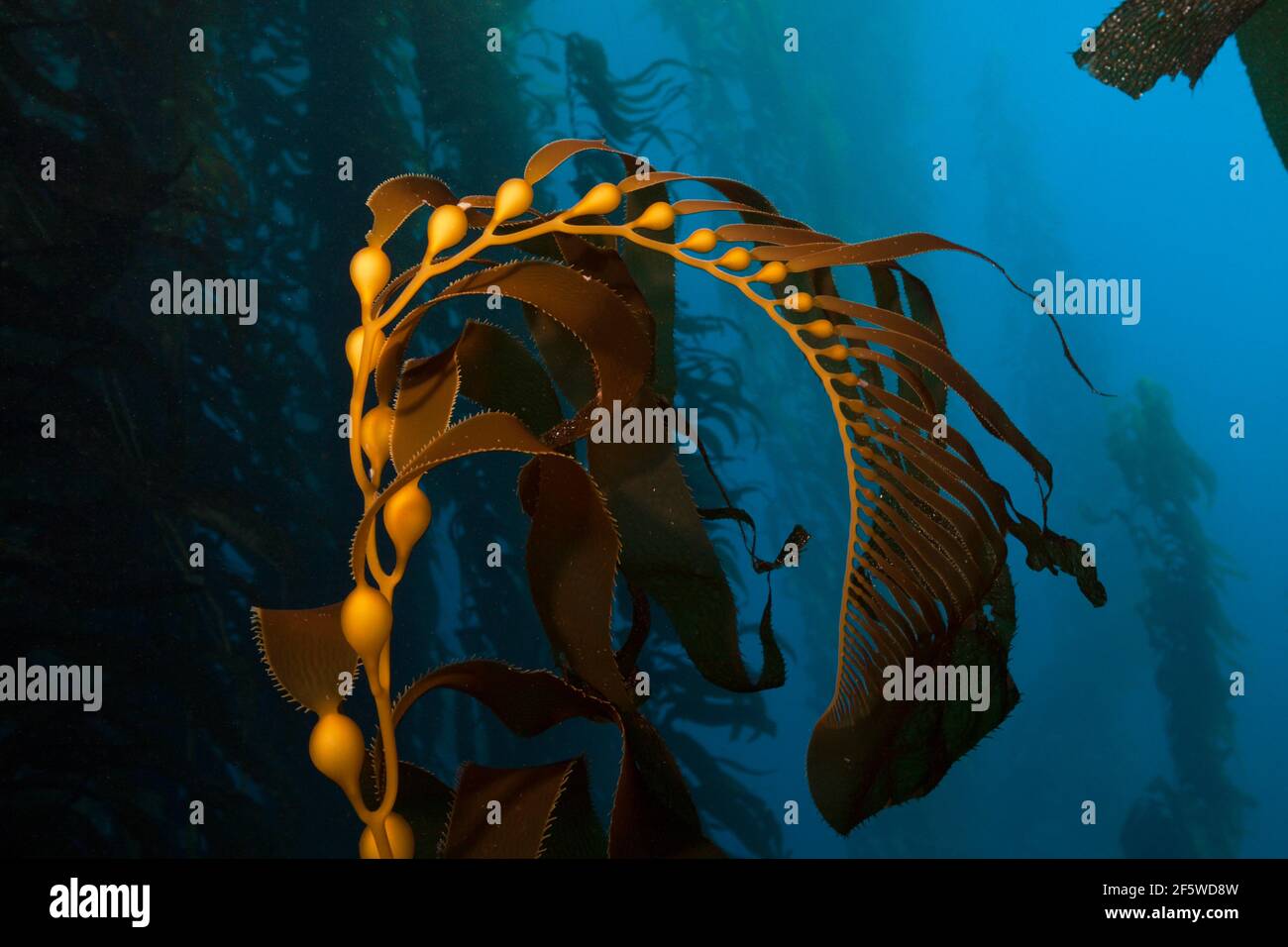 Foresta di Kelp gigante (Macrocystis pirifera) Kelp gigante, Isola di San Benito, Messico Foto Stock