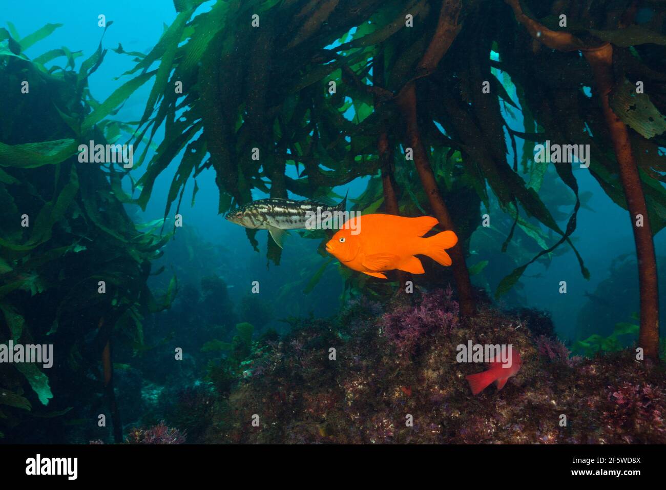 Garibaldi (pesce) (Hypsypops rubicundus) nella foresta di kelp, Isola di San Benito, Messico Foto Stock