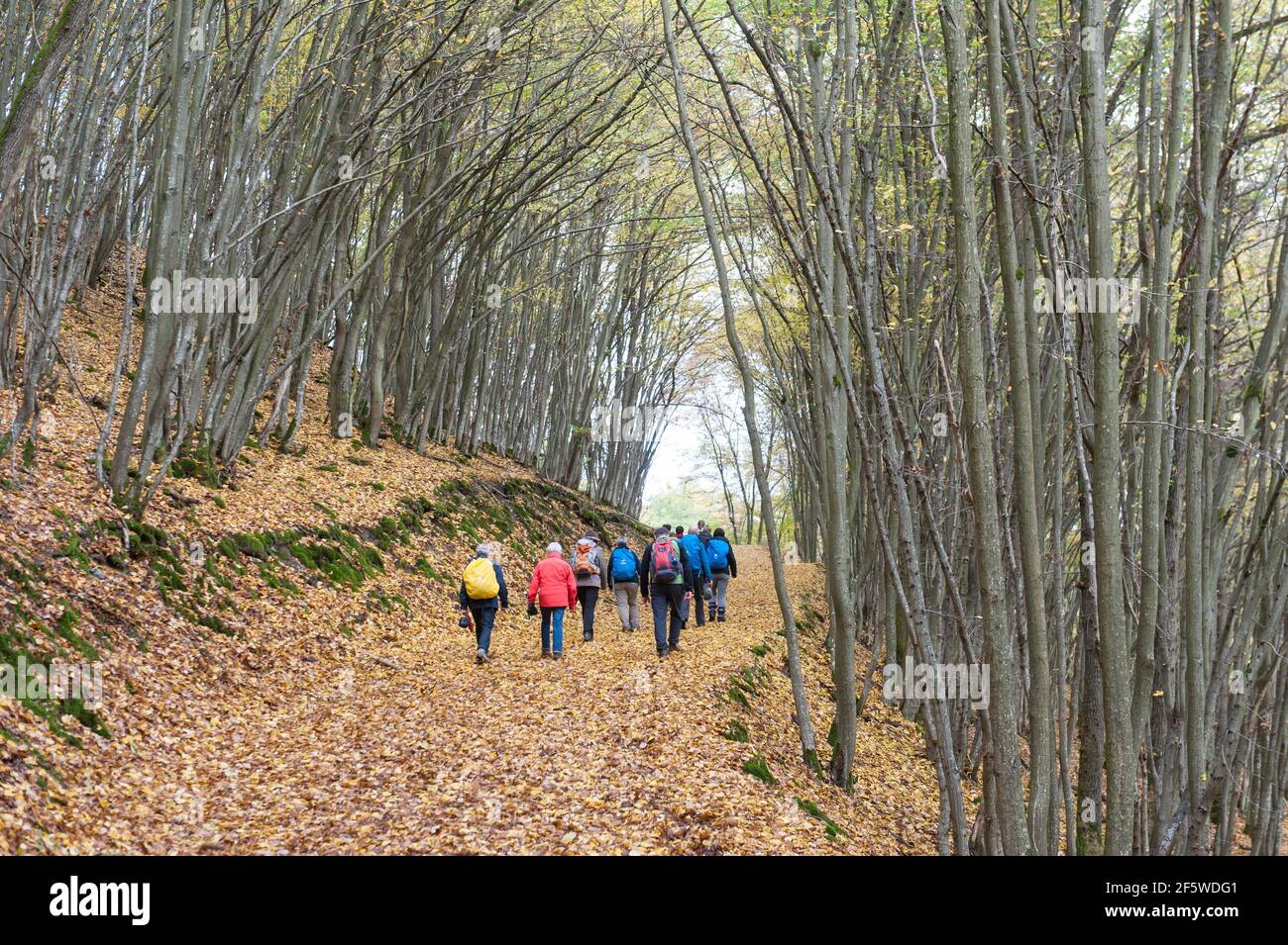Gruppo escursionistico, tappeto giallo di foglie su sentiero escursionistico, colorazione fogliame, carpino foresta (Carpinus betulus) in autunno, carpino, misto deciduo Foto Stock