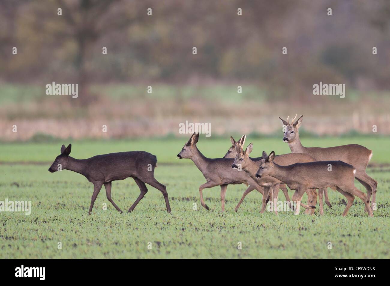 Cervo, bassa Sassonia, Germania Foto Stock