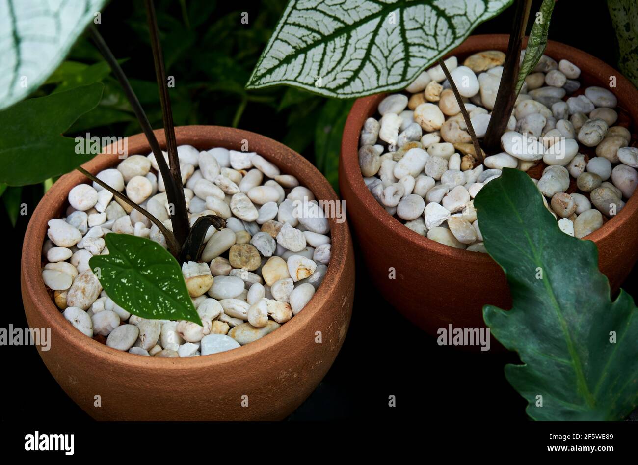 Le piante in vaso nel giardino tropicale Foto Stock