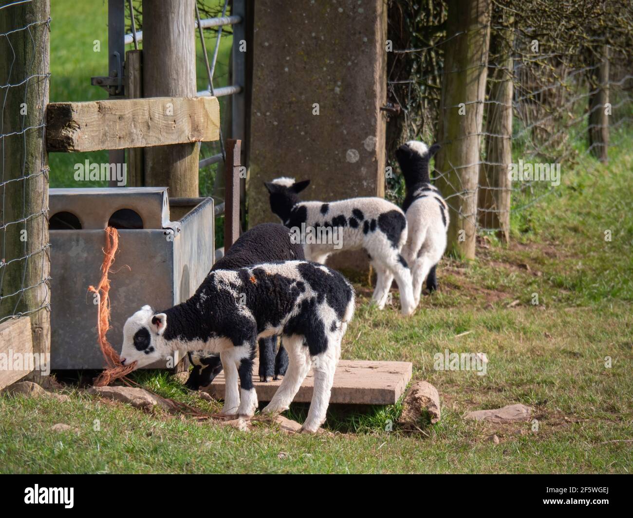 Agnelli bianchi e neri Piebald, probabilmente Jacob razza pecore in campo. REGNO UNITO. Foto Stock