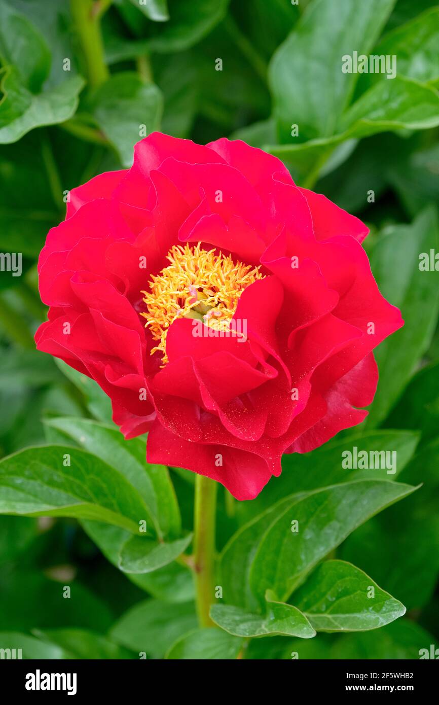 Rosso semi-doppio erbaceo ibrido, semi-doppio rosso rosso intenso "Mackinac Grand". Paeonia 'Mackinac Grand'. 'Mackinac Grand' Peony Foto Stock