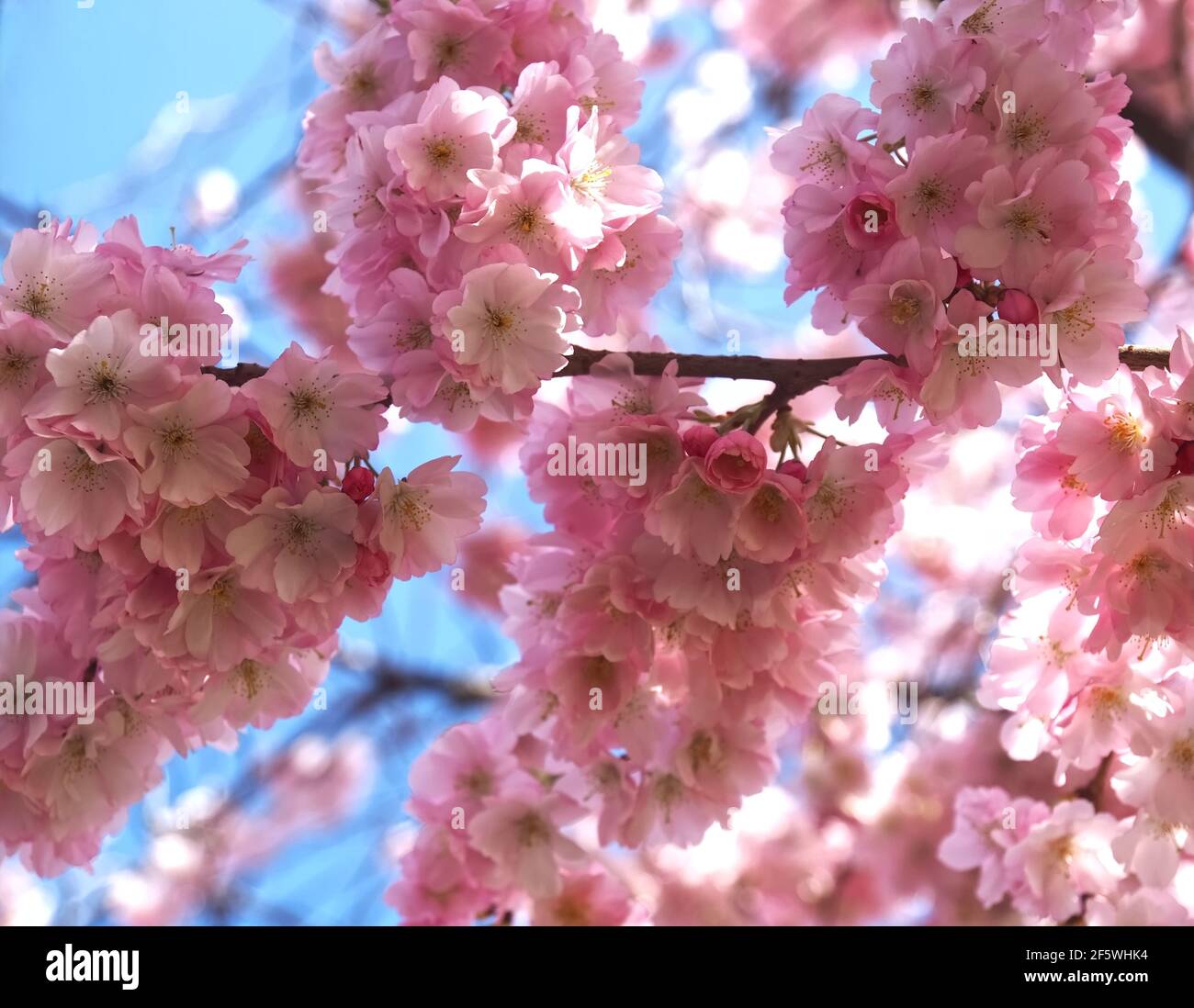 Macro di fiori di ciliegio rosa su un albero in primavera Foto Stock