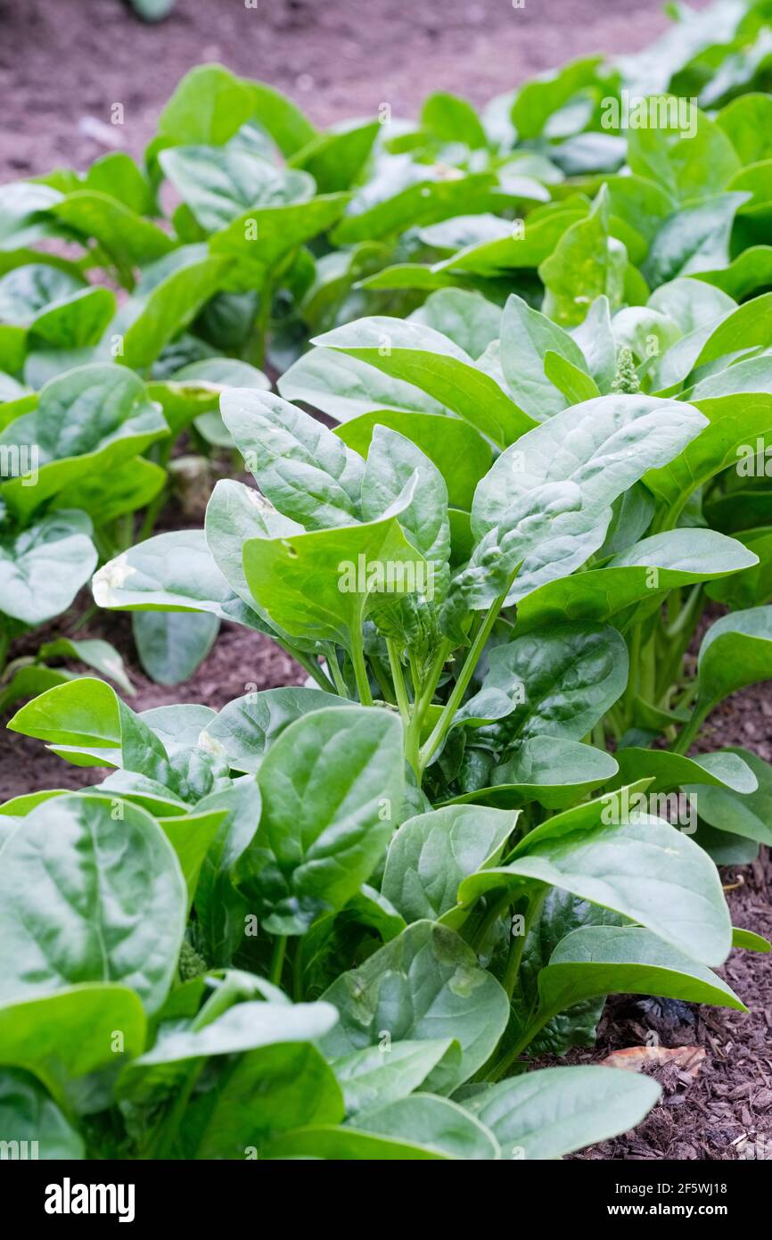 Spinaci "America". Verde scuro, foglie di verza simile a cavolo. Spinacia oleracea 'America'. Foto Stock