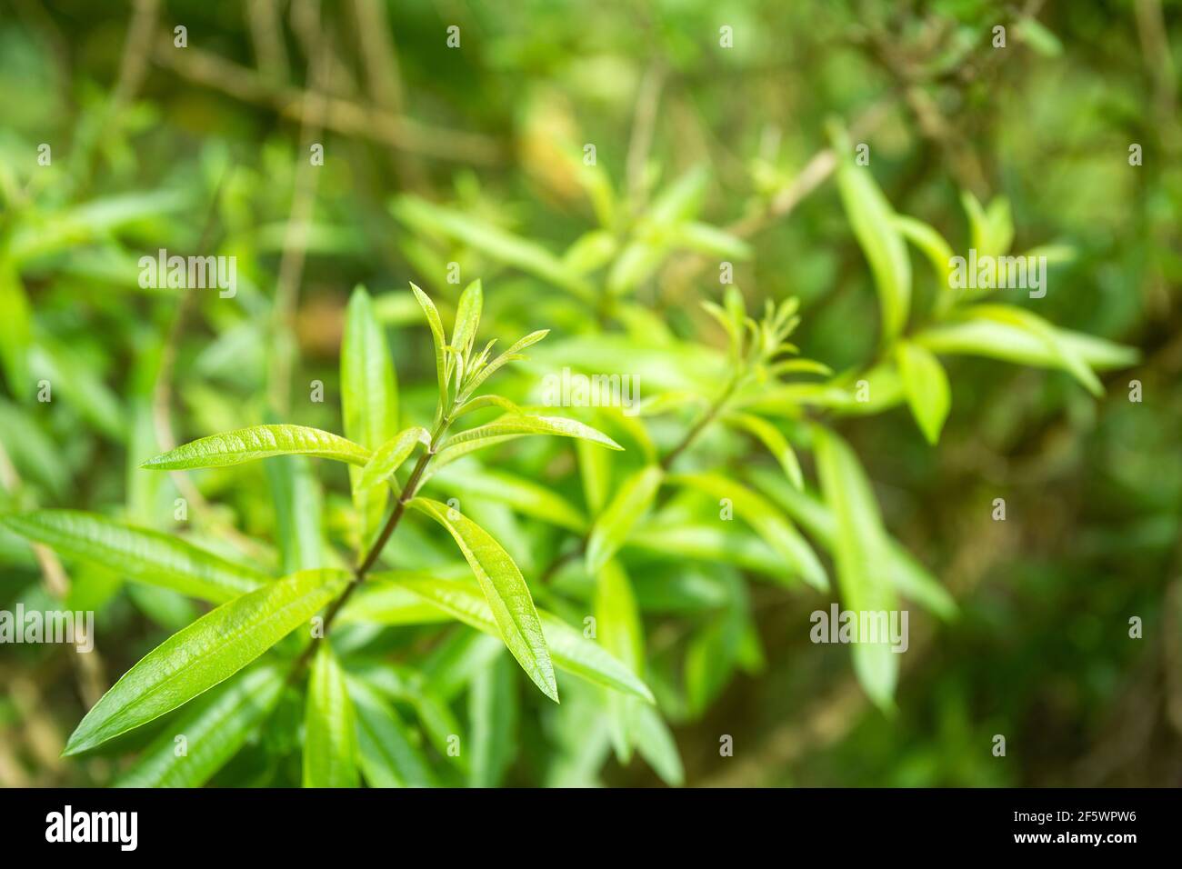 Foglie verdi di limone verbena - Aloysia citrodora Foto Stock