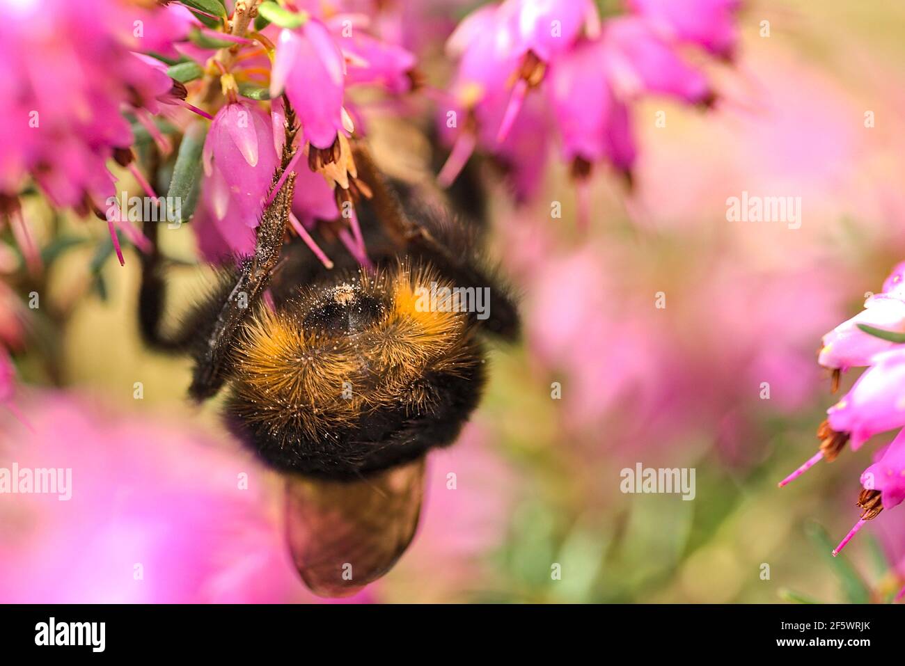 Bella macro vista posteriore di ape bumble, efficiente pollinator (Bombus) coda stinger raccolta polline da fiore di erica rosa (Erica cinerea), Dublino Foto Stock