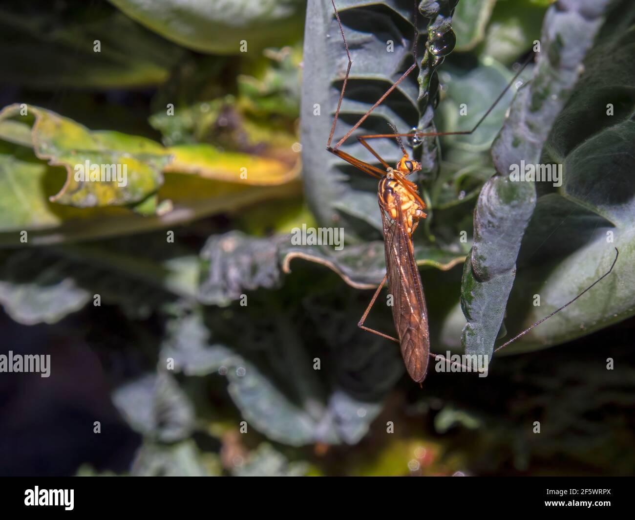 Macro fotografia di una gru volare su una foglia di kale, catturato in un giardino vicino alla città coloniale di Villa de Leyva, Colombia. Foto Stock