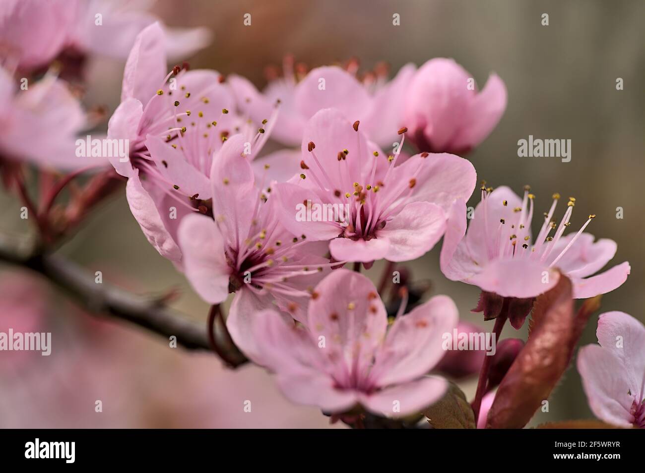 Bella vista blurry closeup di delicata primavera amarena prugna (Prunus cerasifera Nigra) fioritura in colori rosa, Dublino, Irlanda. Messa a fuoco morbida Foto Stock
