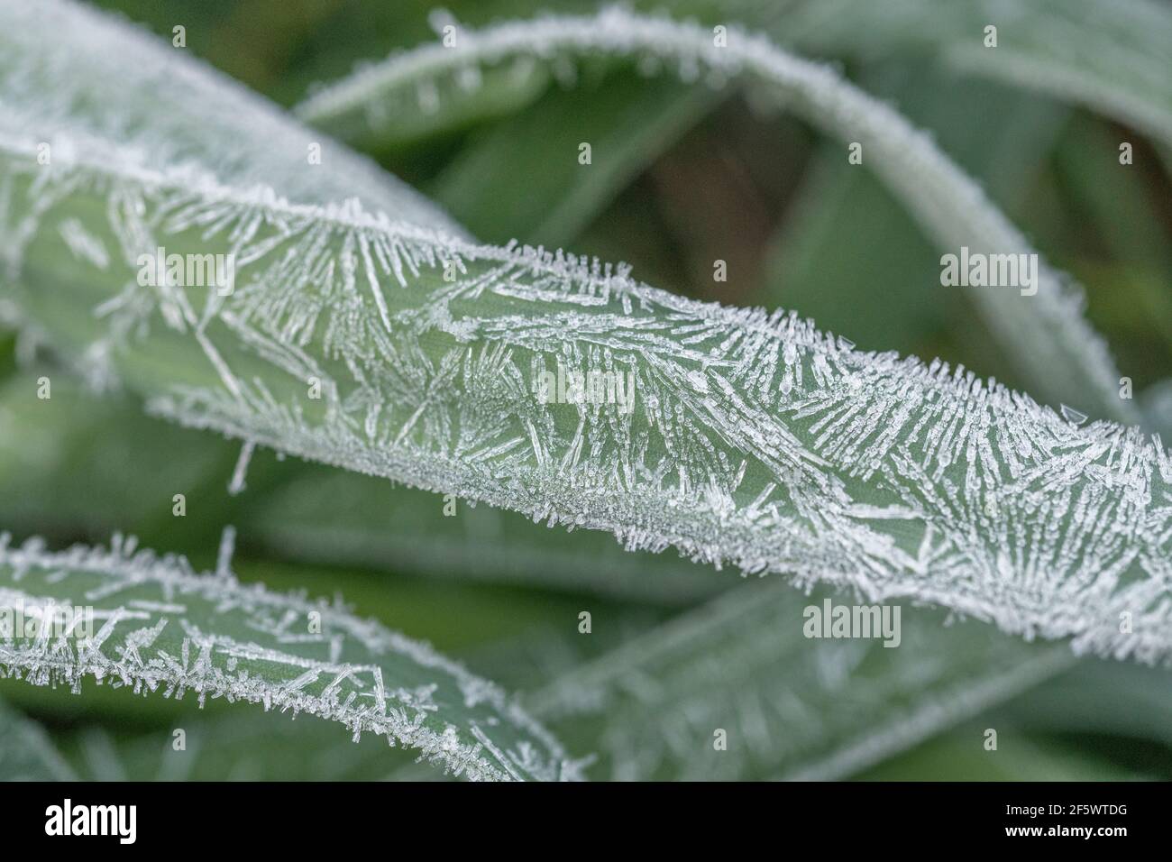 Close shot di primavera Daffodil / Narcissus pseudo-narciso in crescita in Cornwall hedgerow. Narcisi una volta usati come pianta medicinale. Gelo duro. Foto Stock