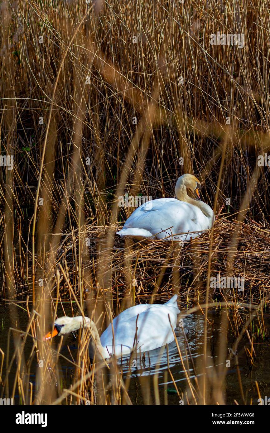 Swan adulto seduto su nido in canne al bordo dell'acqua mentre il suo compagno raccoglie più canne Foto Stock