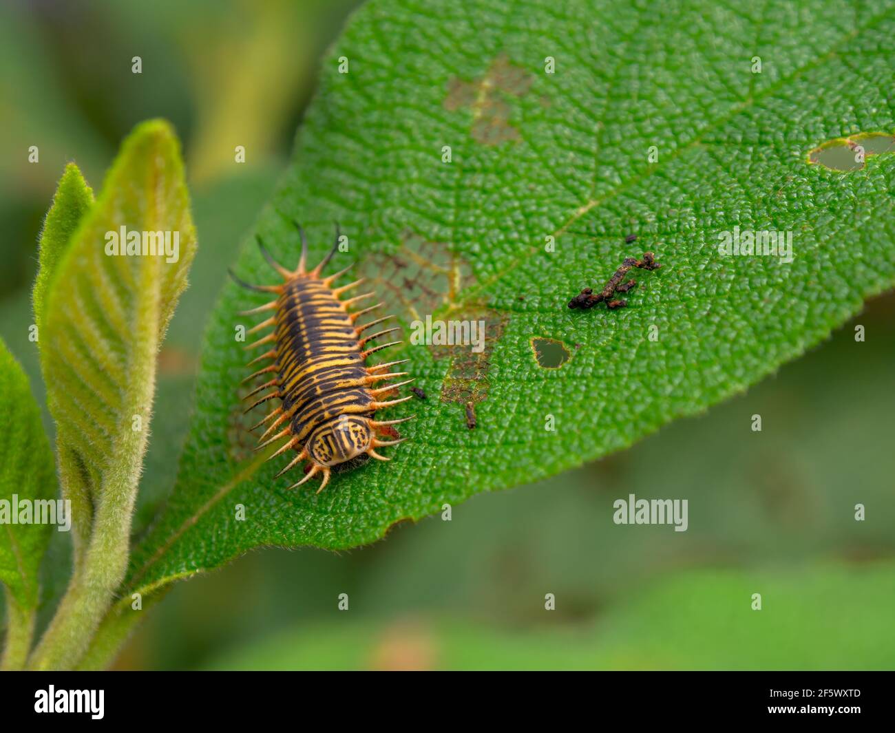Fotografia macro di una larva di un'apetella tartaruga su una foglia. Catturato in un giardino vicino alla città coloniale di Villa de Leyva, Colombia. Foto Stock