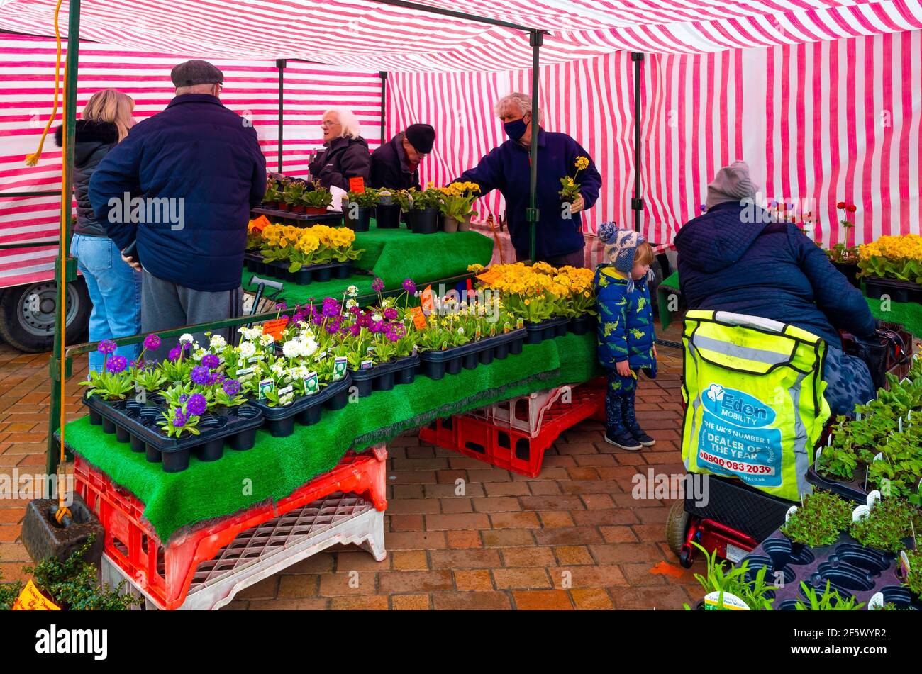 Giardinieri che comprano l'assestamento di molla e piante di pentola ad un settimanale Mercato fiore stallo in Redcar Nord Yorkshire molto affollato una giornata di scorza piovosa Foto Stock