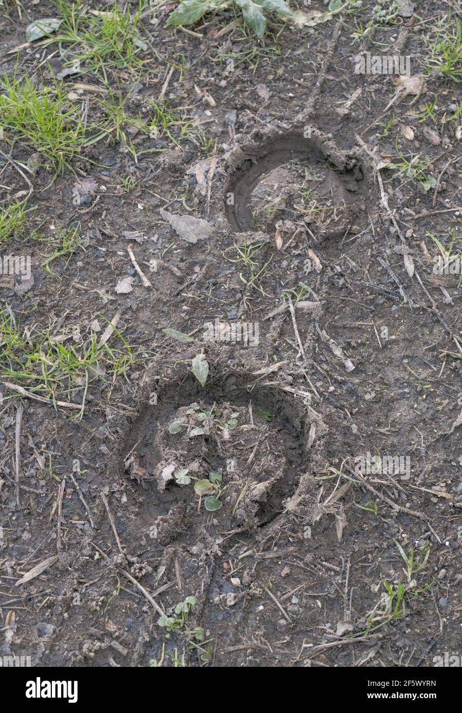 Impronte di zoccoli di cavallo nel fango di una piccola pista di campagna. Per equitazione, equestri. Vita di campagna. Foto Stock