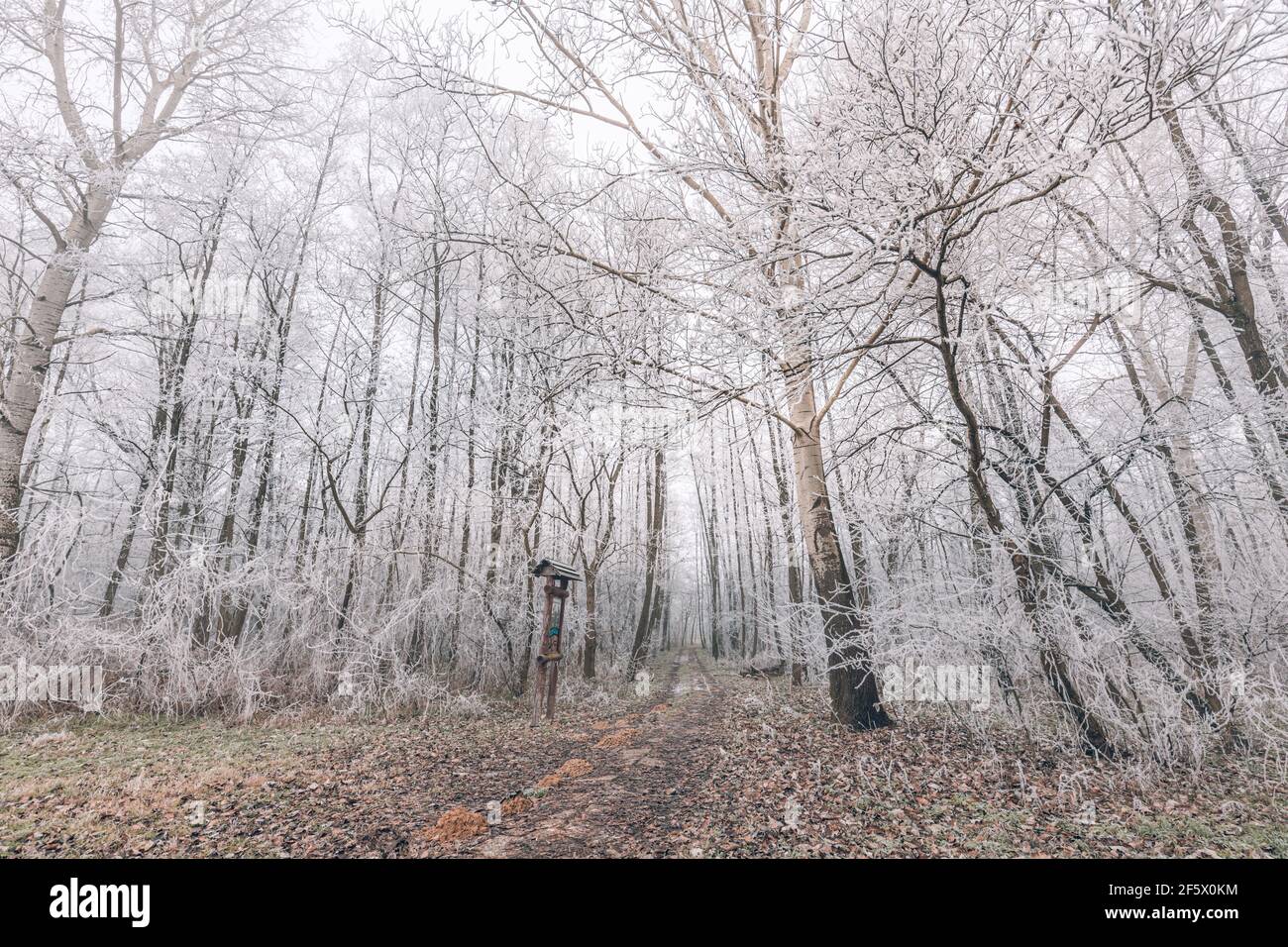 Alberi di foresta coperti di neve in serata gelosa. Bellissimo panorama invernale. Paesaggio di foresta invernale spooky coperto da nebbia, vista grandangolare Foto Stock