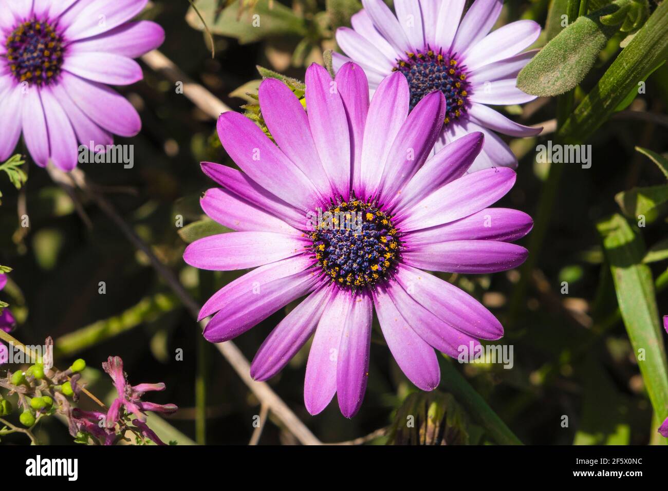 Lilla daisies macro girato nella natura. Closeup e dettagli delle margherite agricole. Foto Stock