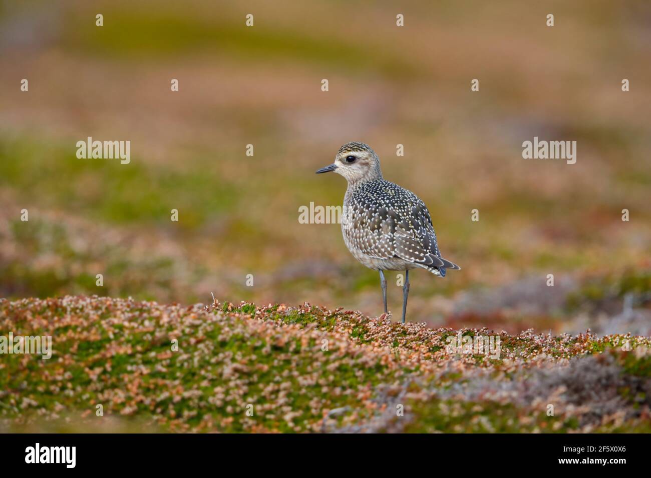Un giovane amante d'oro americano (Pluvialis dominica) su Castle Down, Tresco, Isole di Scilly, nel mese di ottobre Foto Stock
